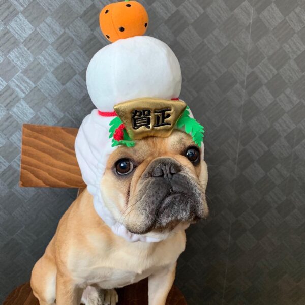 マンマミーアと他のフードって何が違うの？？？