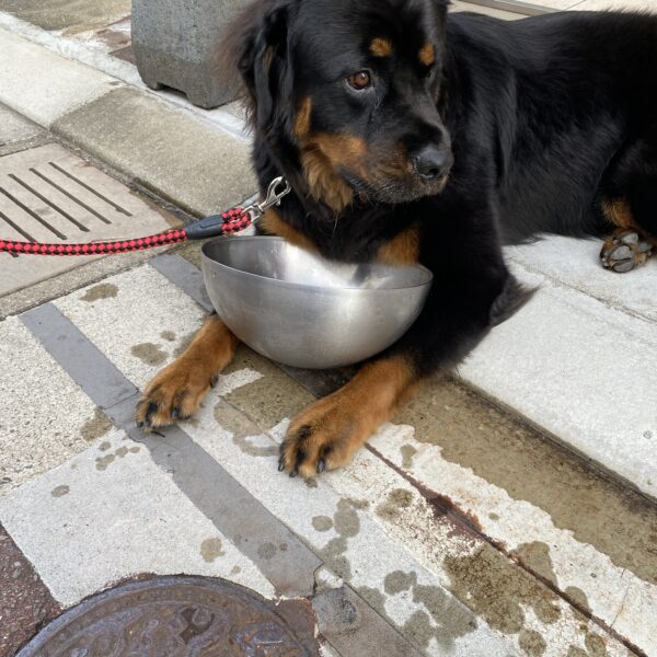 偏食の犬に食べてもらえる工夫３選☝️