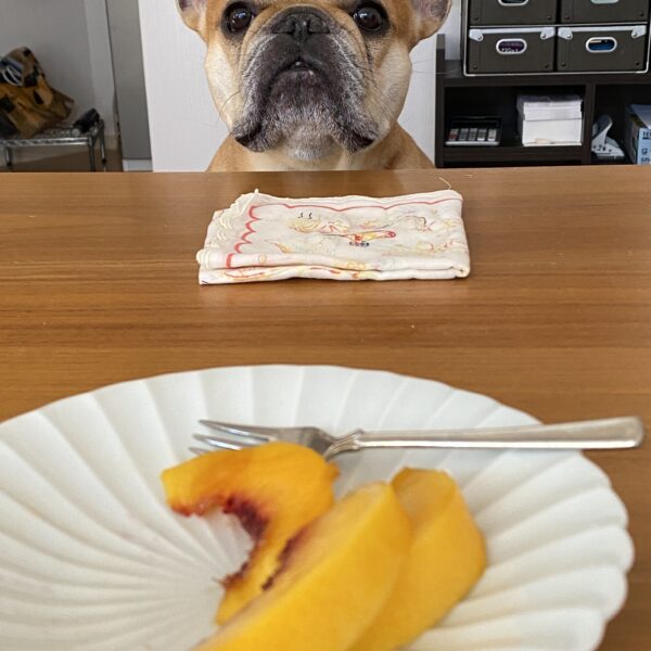 犬の夏の皮膚トラブル対策｜食事で体の内側からケアする方法