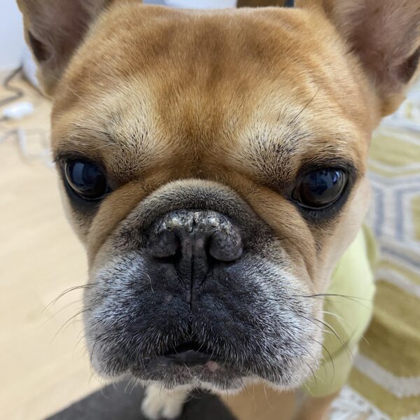 料理人が愛犬のために作ったフード｜ハチとマルコの話